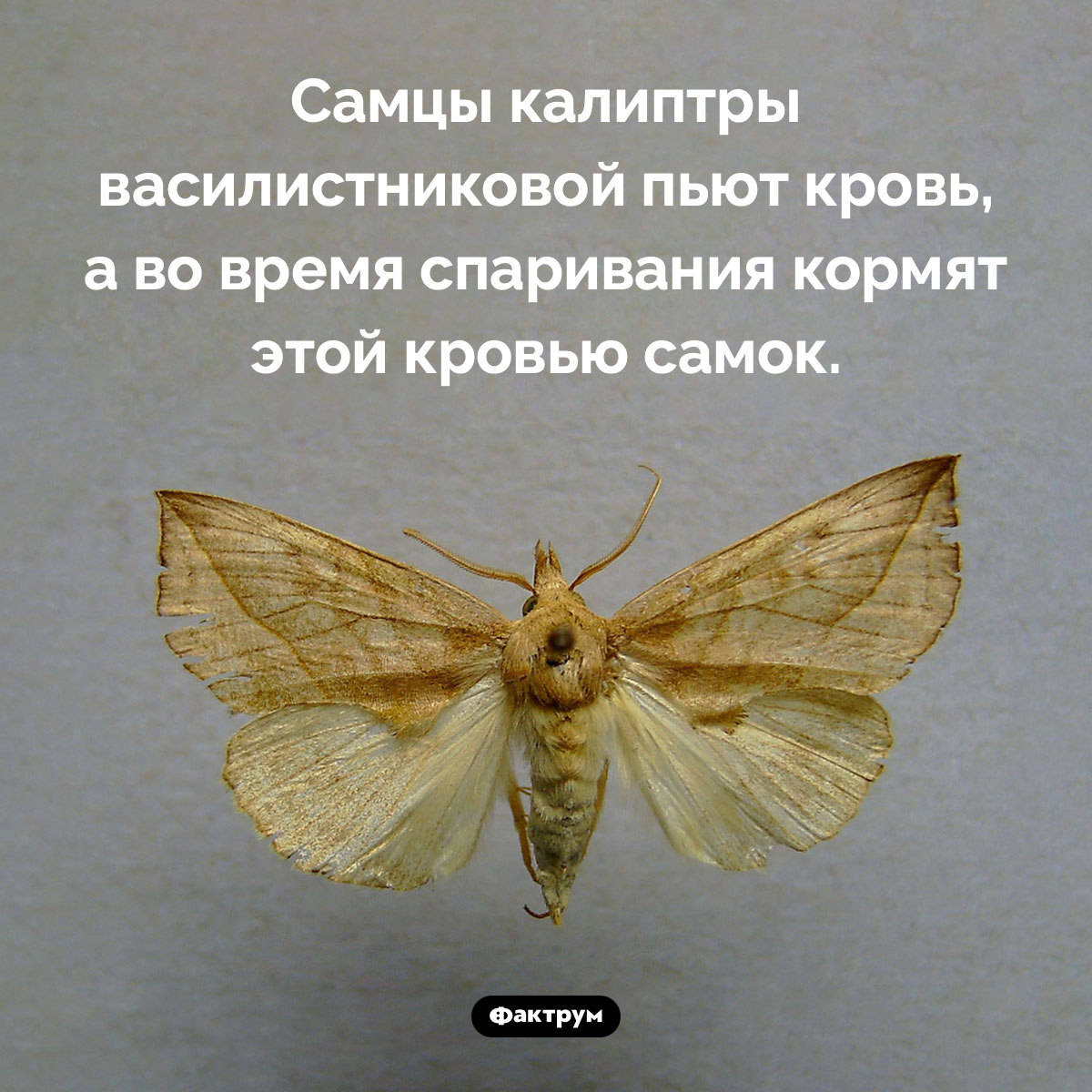 Ох уж эти бабочки-вампиры… - похожая новость на Toplenta