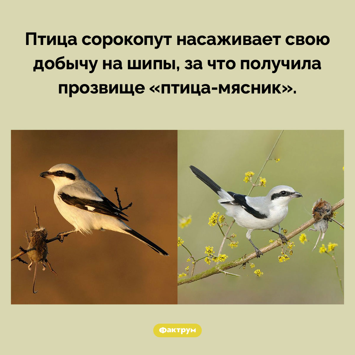 Сорокопуты… - свежие новости на Toplenta по теме Факты в картинках