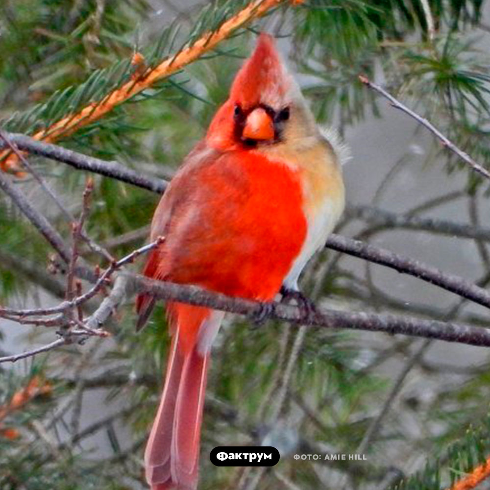 Что такое «гинандроморфизм» - свежие новости на Toplenta по теме Наук