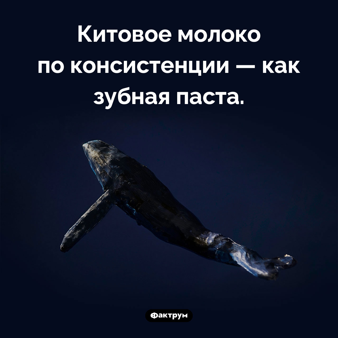 Китовое молоко - свежие новости на Toplenta по теме Киты