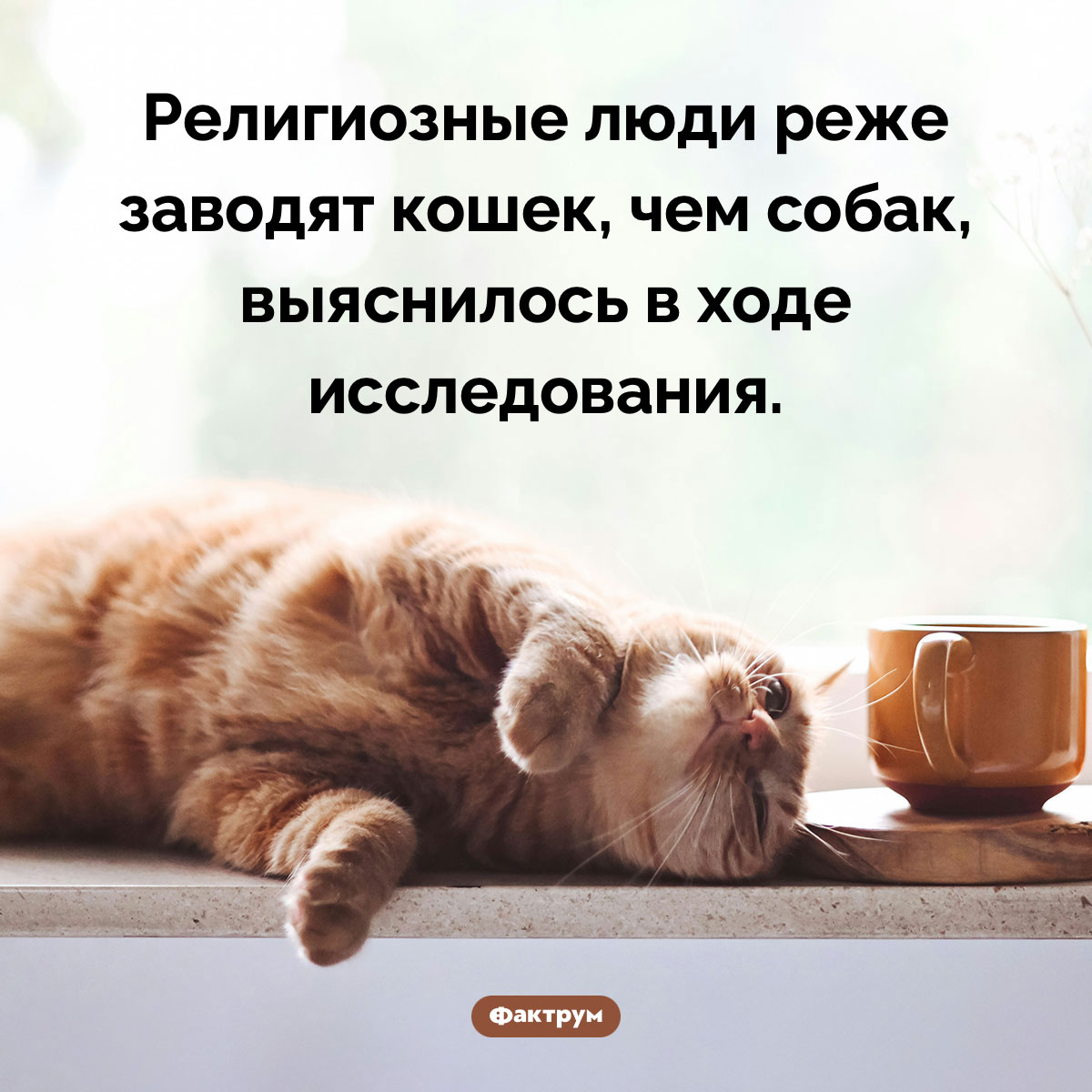 Верующие не жалуют кошек - свежие новости на Toplenta по теме Психологи