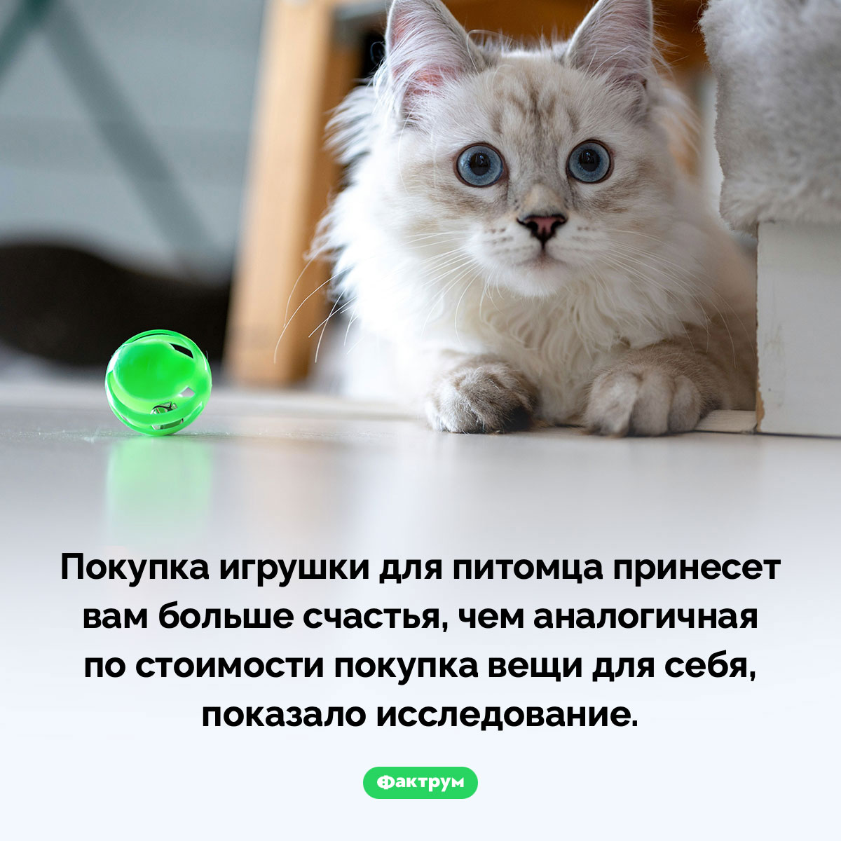 Купите питомцу игрушку! - свежие новости на Toplenta по теме Психологи