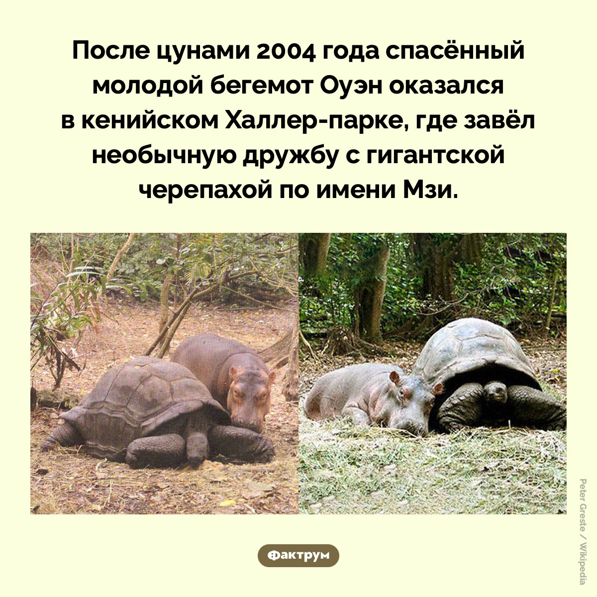 Оуэн и Мзи - похожая новость на Toplenta