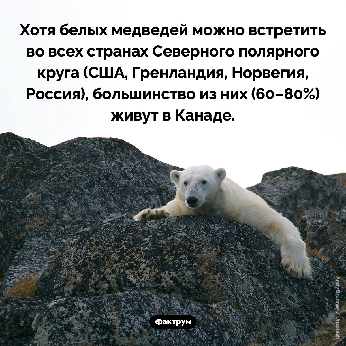 Большинство белых медведей живут в Канаде - свежие новости на Toplenta по теме Факты в картинках