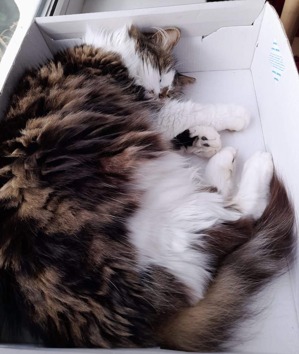 Коты после трудовых подвигов - свежие новости на Toplenta по теме r