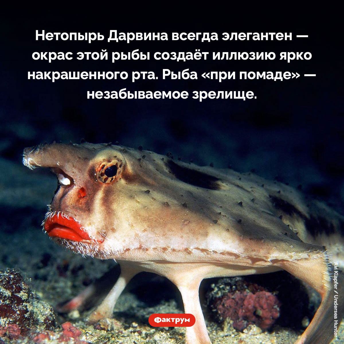 Рыба с «накрашенными губами» - свежие новости на Toplenta по теме Факты в картинках