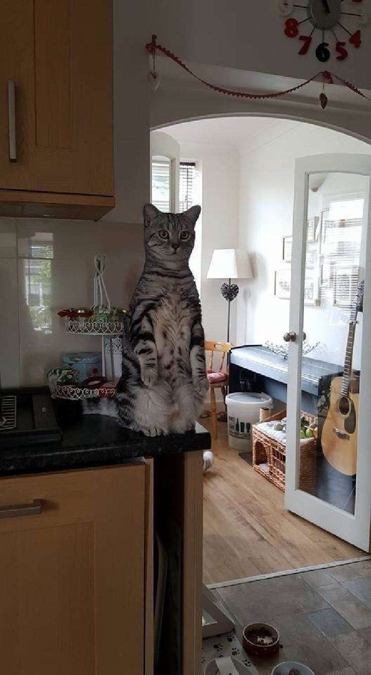 Вот за что мы обожаем котиков: 20 красноречивых фото - свежие новости на Toplenta по теме животные