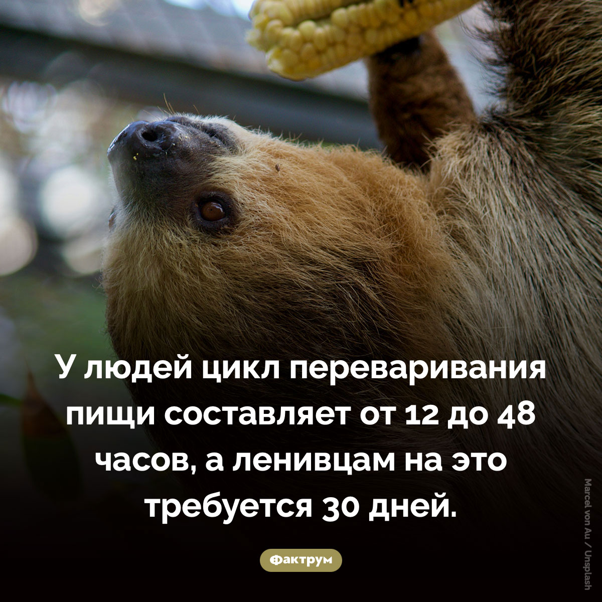 Ленивец переваривает один лист около месяца - свежие новости на Toplenta по теме Факты в картинках