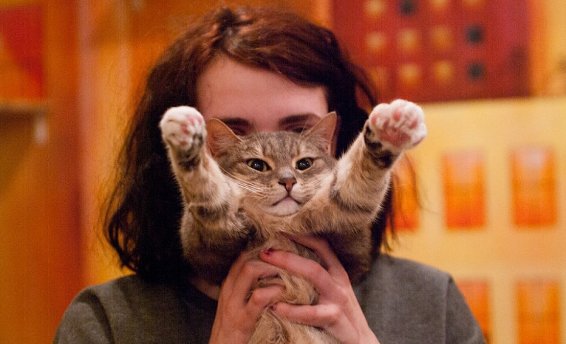 Кошки-благотворительницы - свежие новости на Toplenta по теме тв