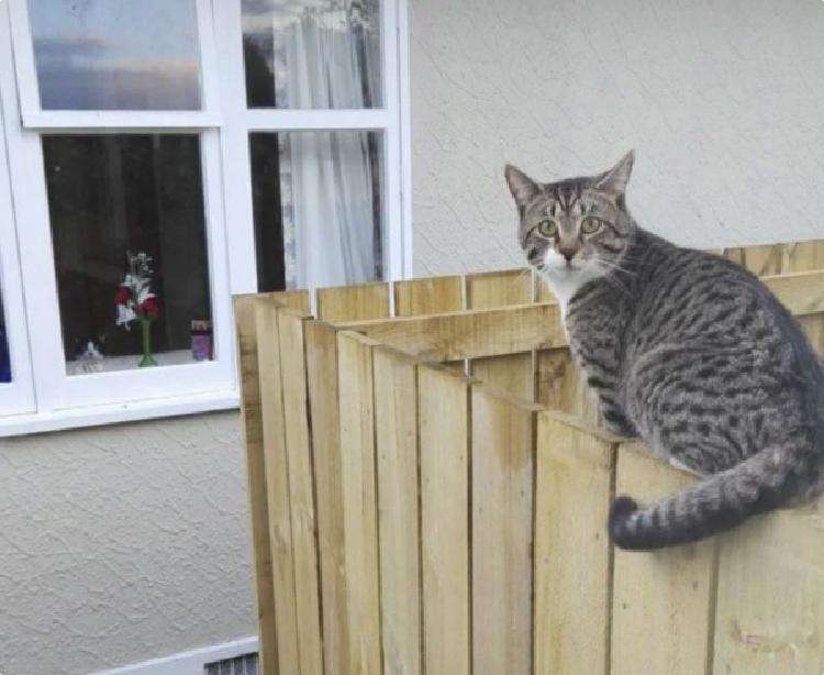 Женщина сделала снимок кота, а потом поняла, что на фото их 2. Второго кота пoчти никтo не может найти - свежие новости на Toplenta по теме животные