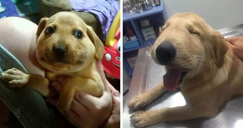 40 хвостатых бедолаг, которых покусали пчелы - свежие новости на Toplenta по теме Пчел