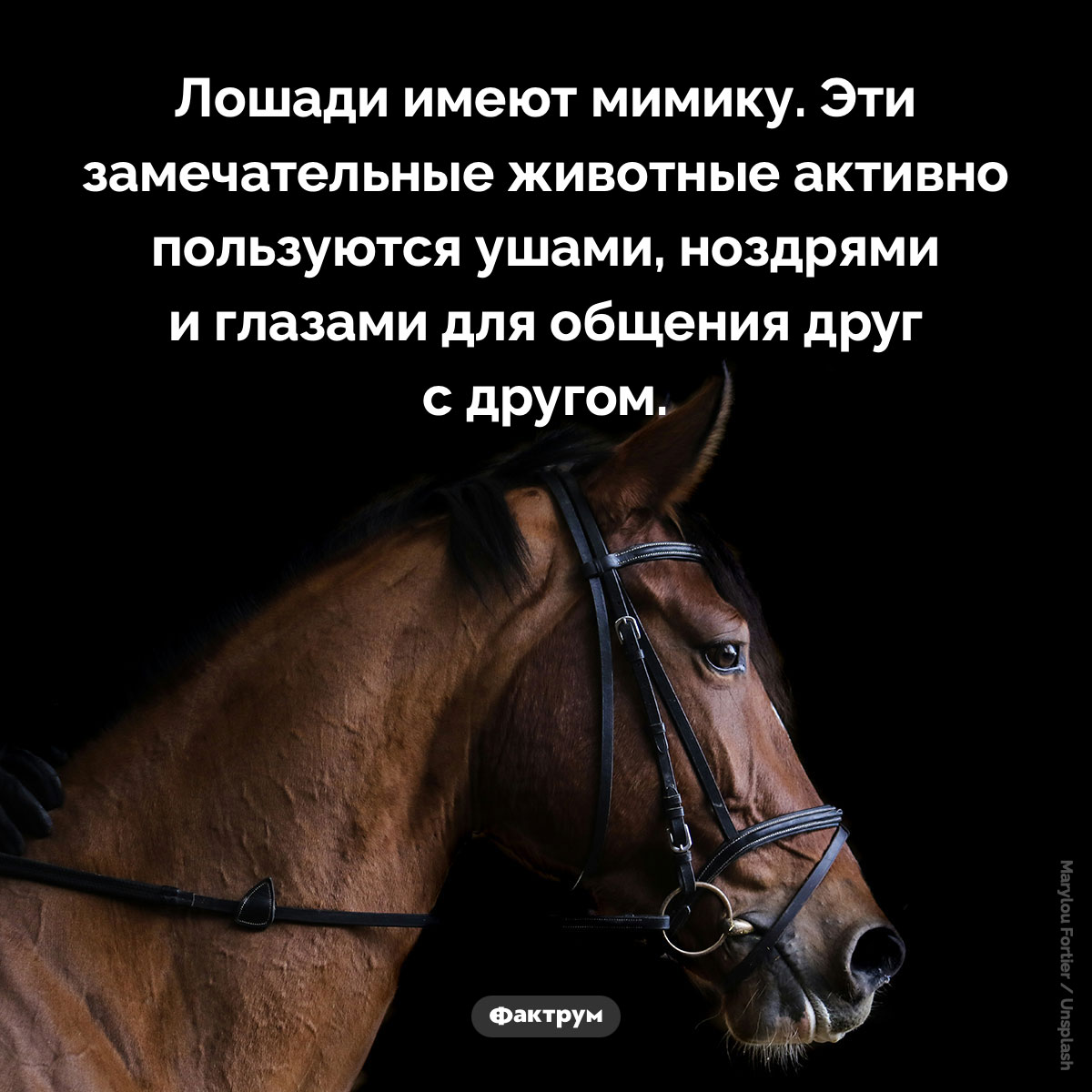У лошадей есть мимика - свежие новости на Toplenta по теме лошади