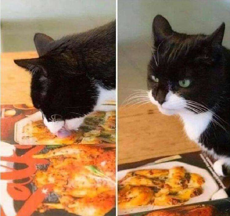 Улыбающие и такие непредсказуемые котики – 25 фото! - свежие новости на Toplenta по теме животные