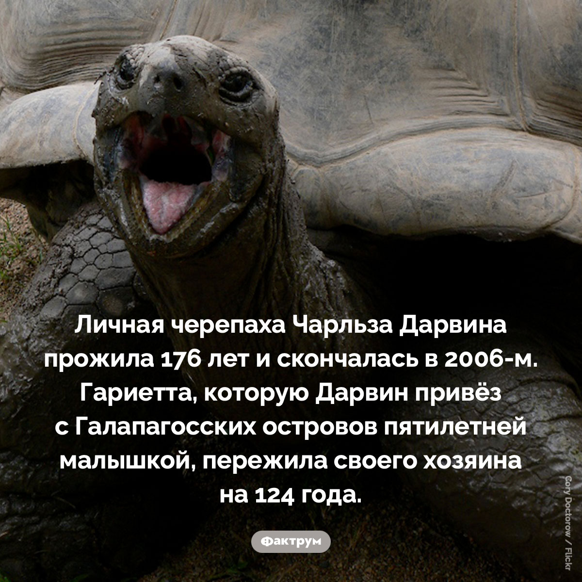 Черепаха Чарльза Дарвина - похожая новость на Toplenta