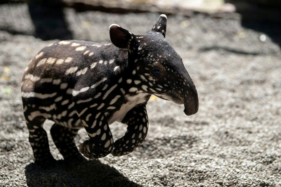 Животные в фотографиях - свежие новости на Toplenta по теме животные
