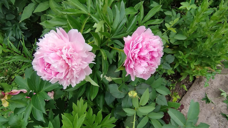 Цветочки, ягодки и Коты - свежие новости на Toplenta по теме си