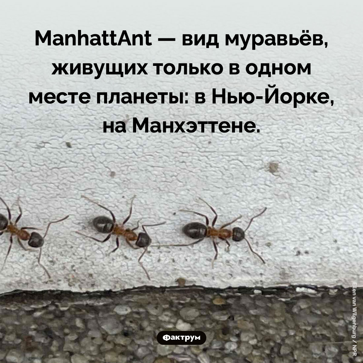 В Нью-Йорке есть собственный вид муравьёв - похожая новость на Toplenta