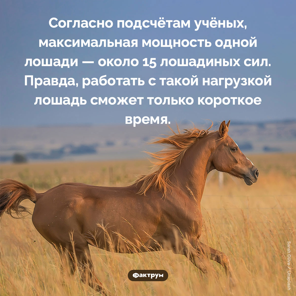 Лошадиная сила - свежие новости на Toplenta по теме лошади