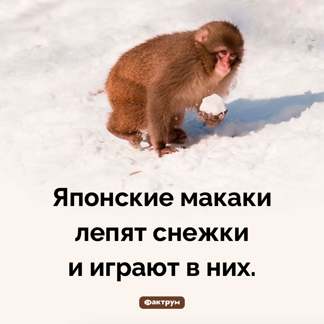 Макаки играют в снежки - свежие новости на Toplenta по теме Обезьян
