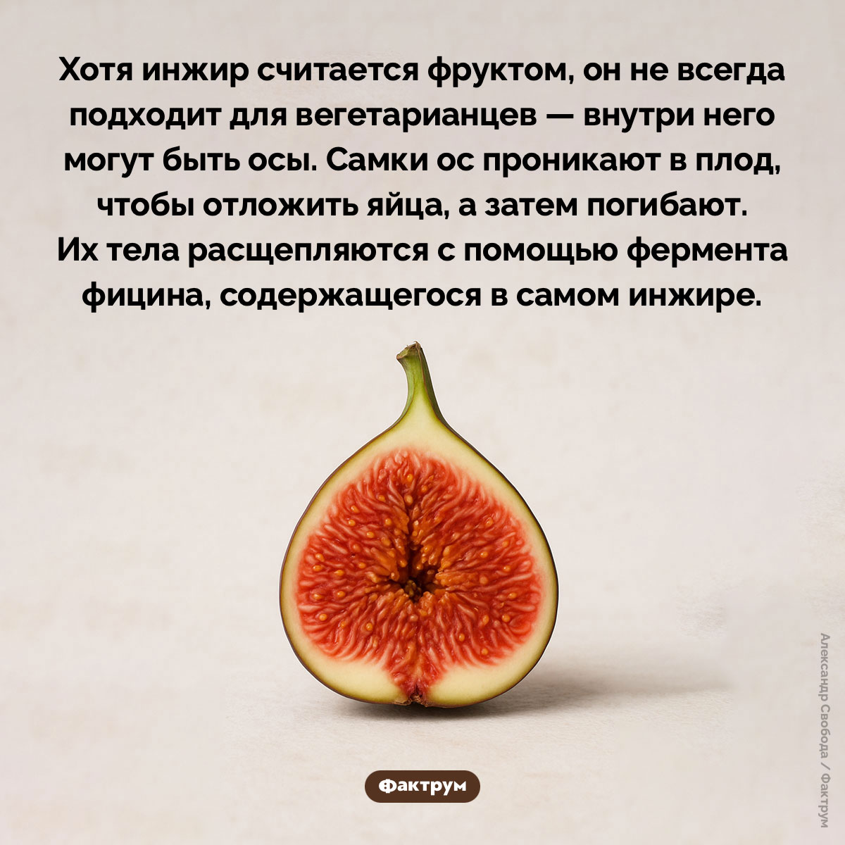 В инжире есть мёртвые осы - свежие новости на Toplenta по теме Фрукт