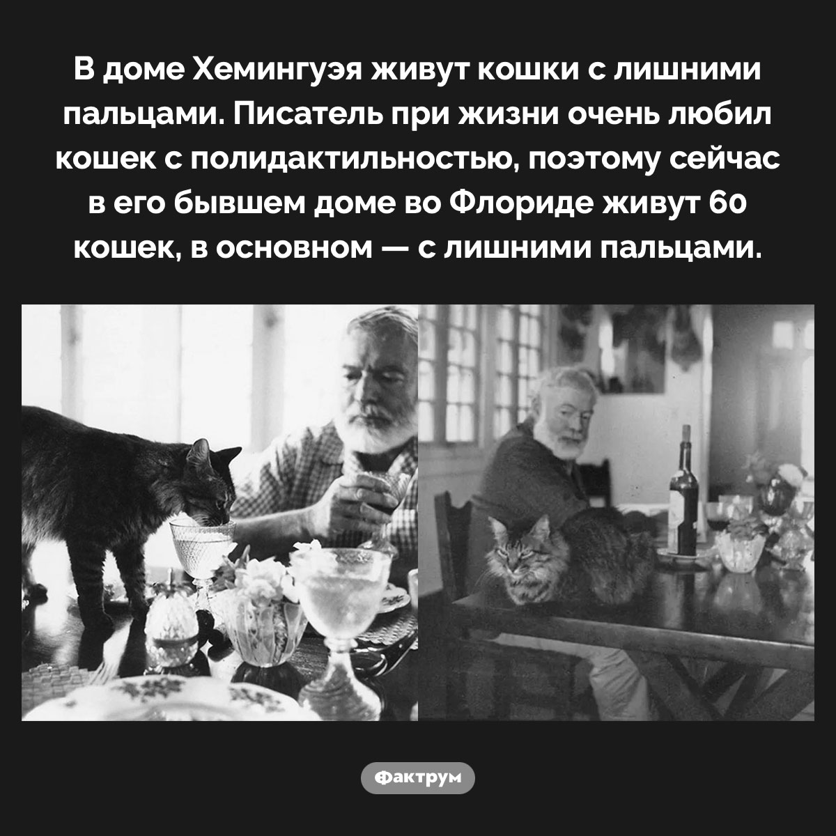 Кошки Хемингуэя - свежие новости на Toplenta по теме Домашние