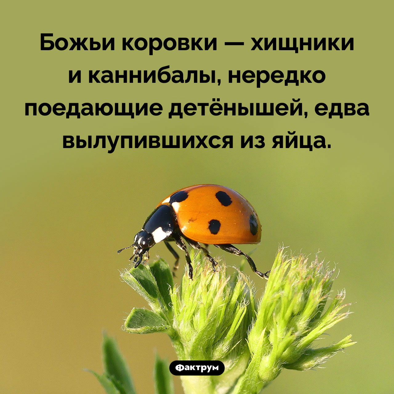 Божьи коровки — хищники - похожая новость на Toplenta