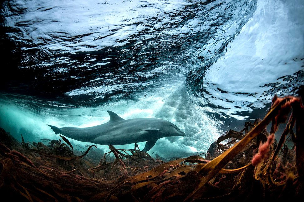 Жизнь в наших океанах - свежие новости на Toplenta по теме рыба