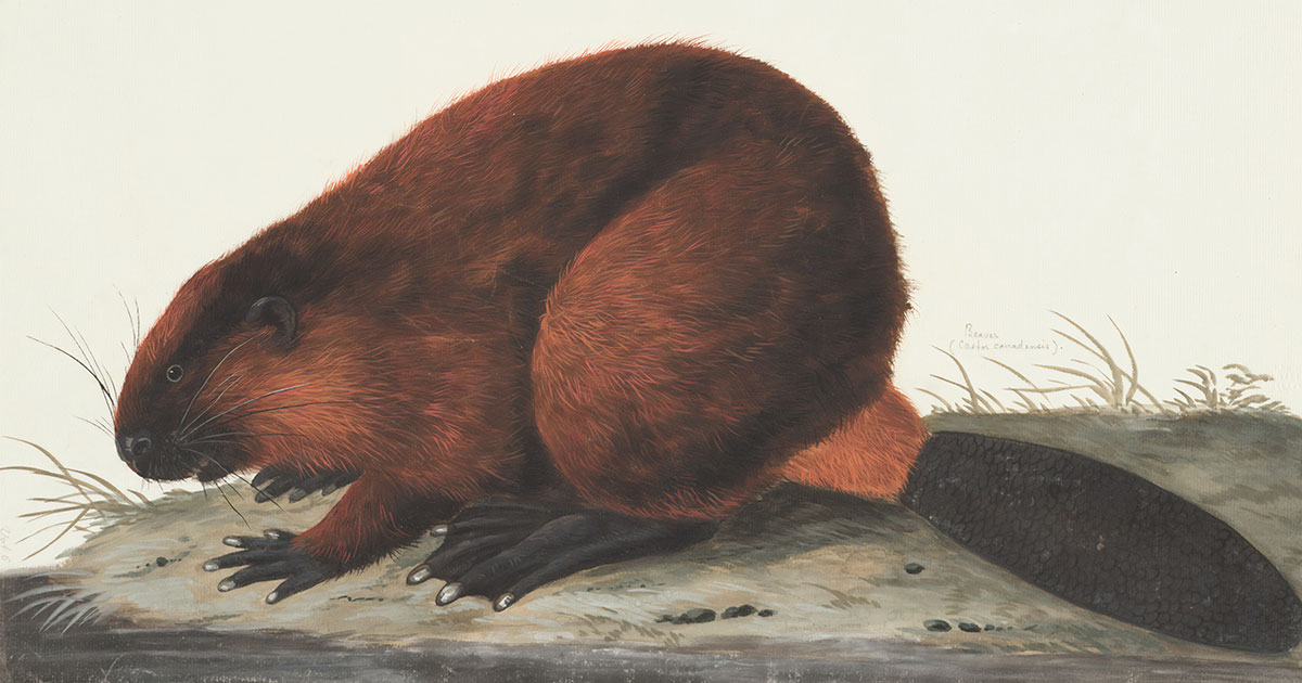 Зачем бобру откусывать себе яички - свежие новости на Toplenta по теме Факт