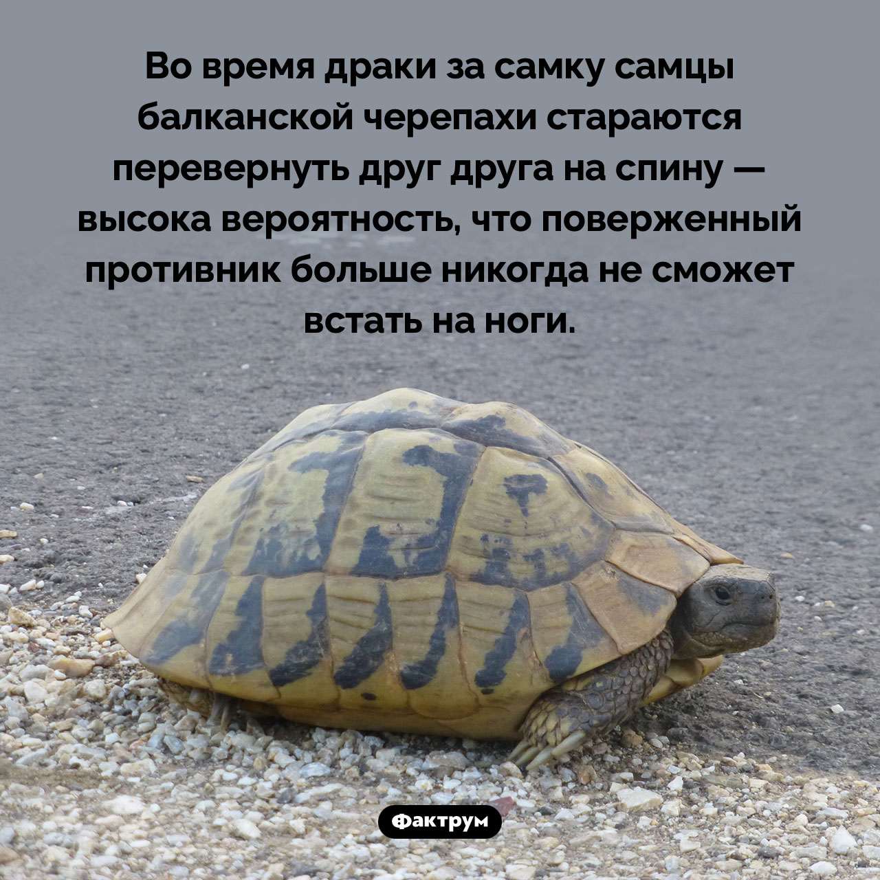 Жестокий прием в черепашьем бою - свежие новости на Toplenta по теме 13.01.2023