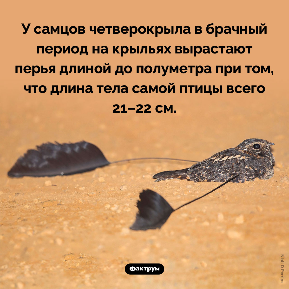 Маленькая птичка с двумя огромными перьями - свежие новости на Toplenta по теме Факты в картинках