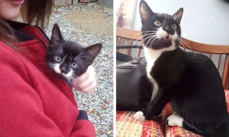 Из котенка в котяру: люди поделились фотографиями мурлык в детстве и сейчас - свежие новости на Toplenta по теме Животные