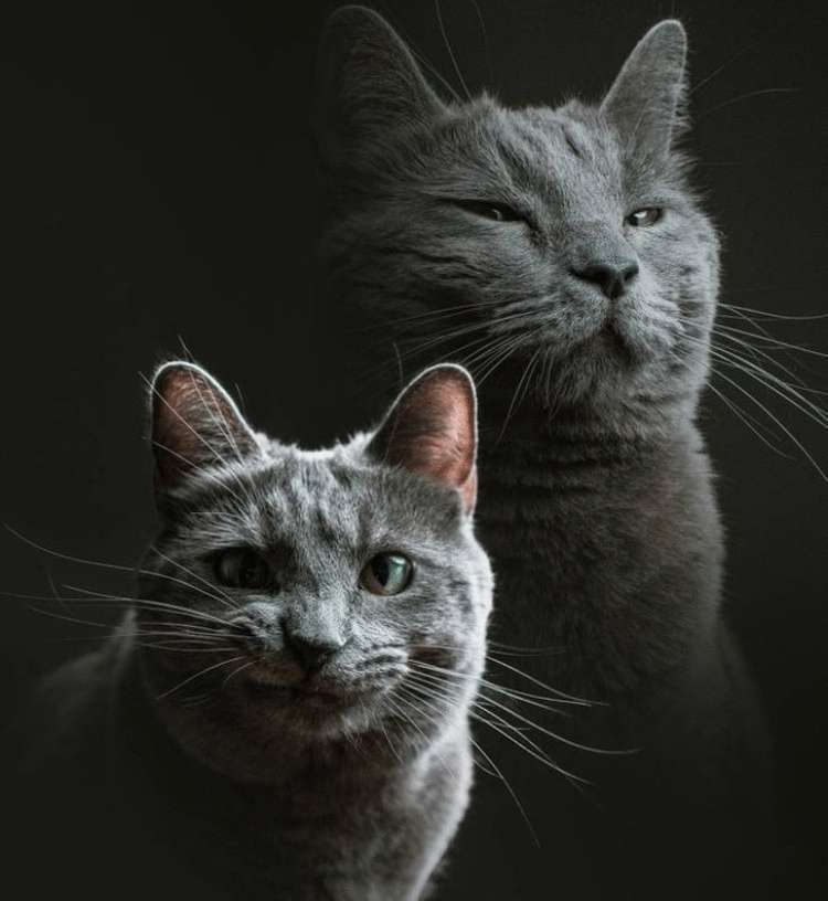 19 животных, которые поднимут настроение даже в самый плохой день - свежие новости на Toplenta по теме Животные