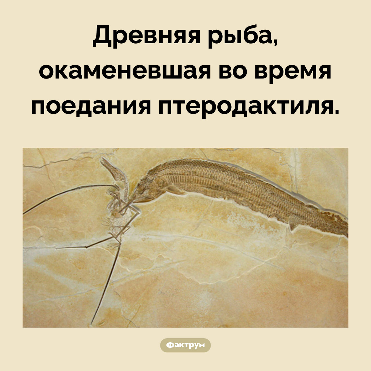 Рыба и птеродактиль - свежие новости на Toplenta по теме Наук