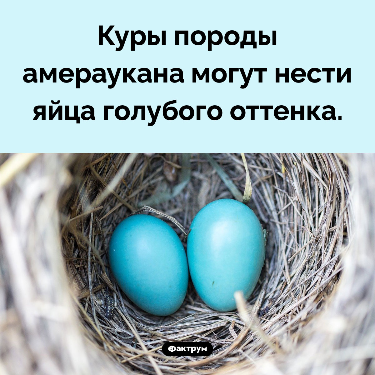 Голубые куриные яйца - свежие новости на Toplenta по теме Факт