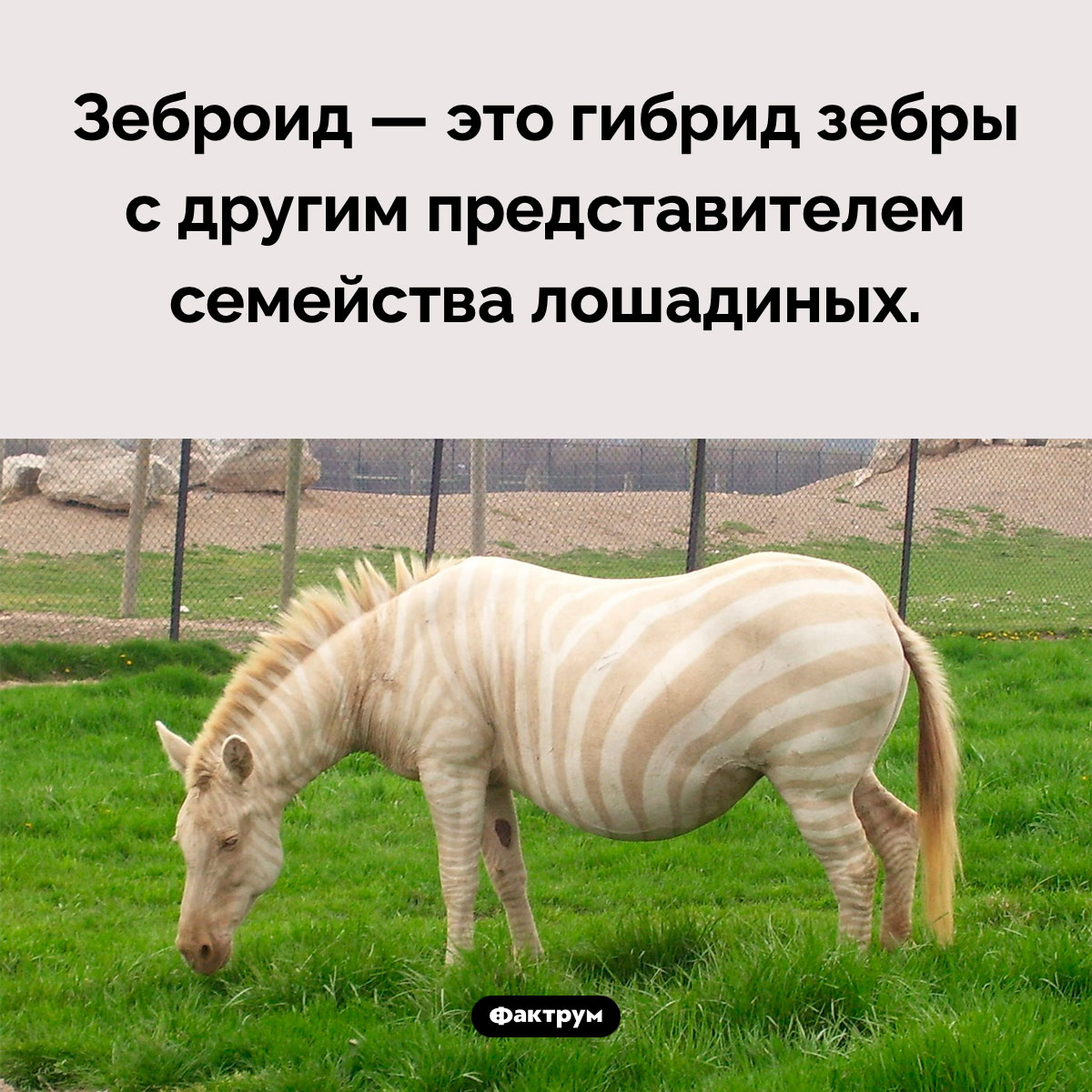 Кто такие зеброиды - свежие новости на Toplenta по теме лошади