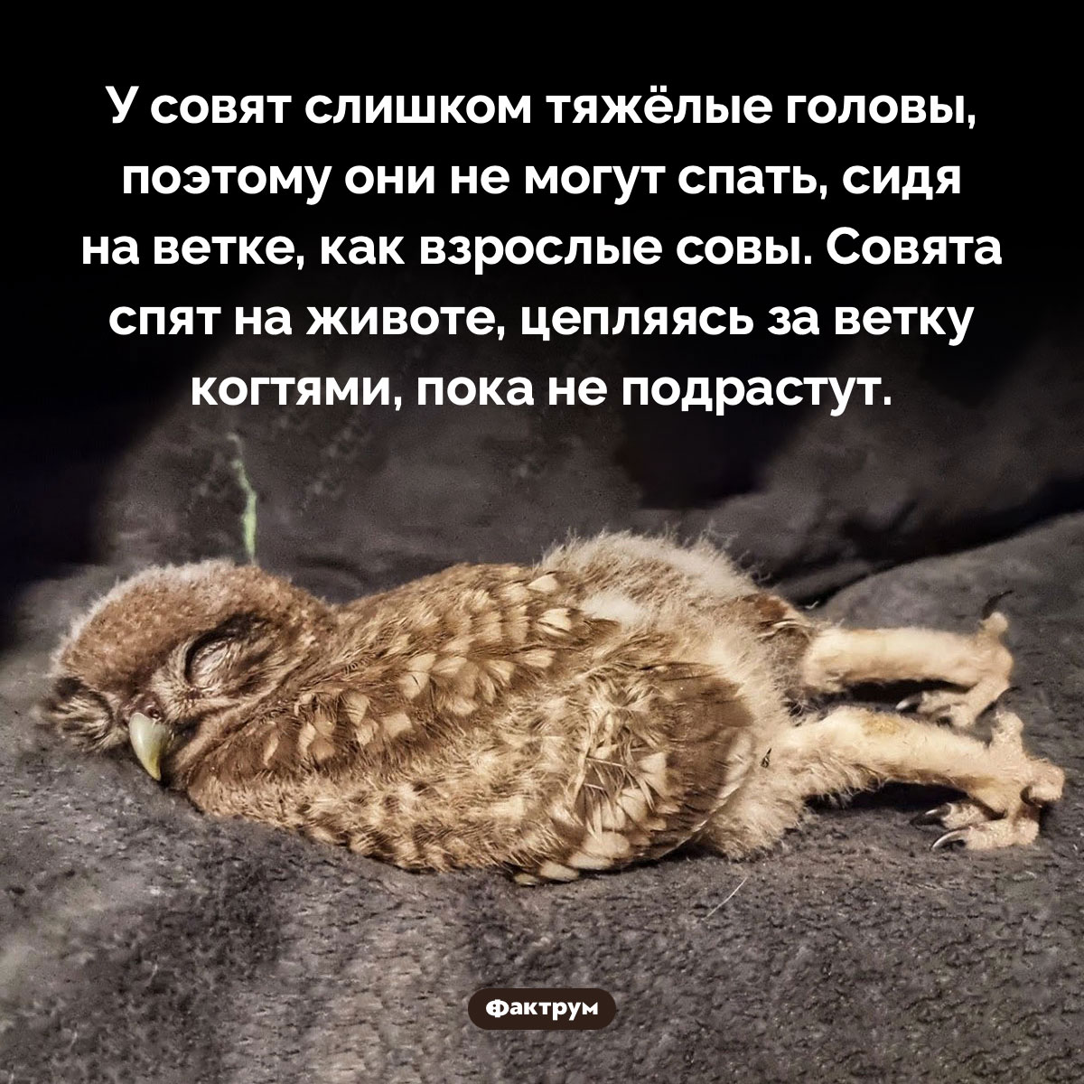 Совята спят на животе - свежие новости на Toplenta по теме Факты в картинках