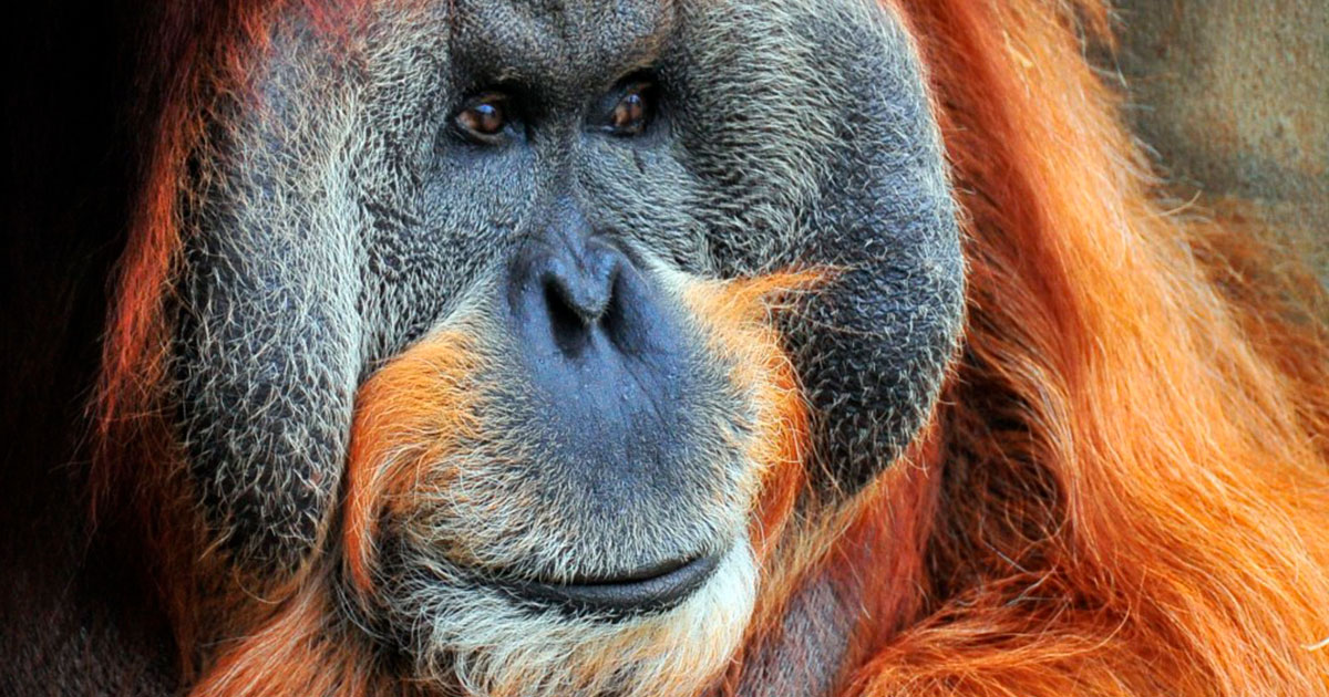 Орангутан Фу Манчу умел взламывать замки - свежие новости на Toplenta по теме Обезьян