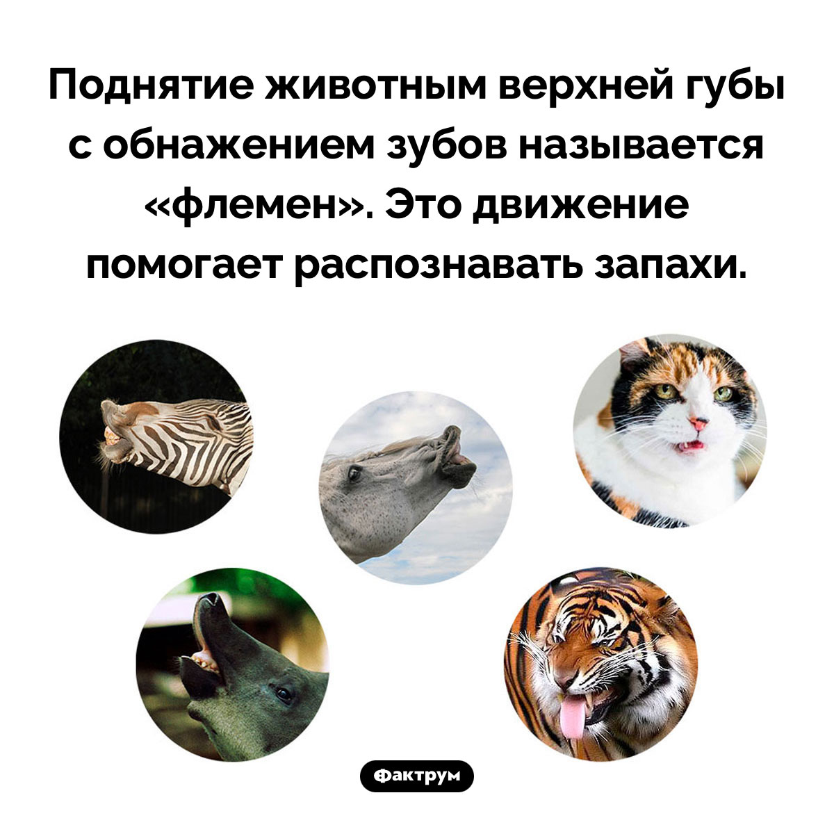 Зачем животные поднимают верхнюю губу - свежие новости на Toplenta по теме 03.08.2025-3