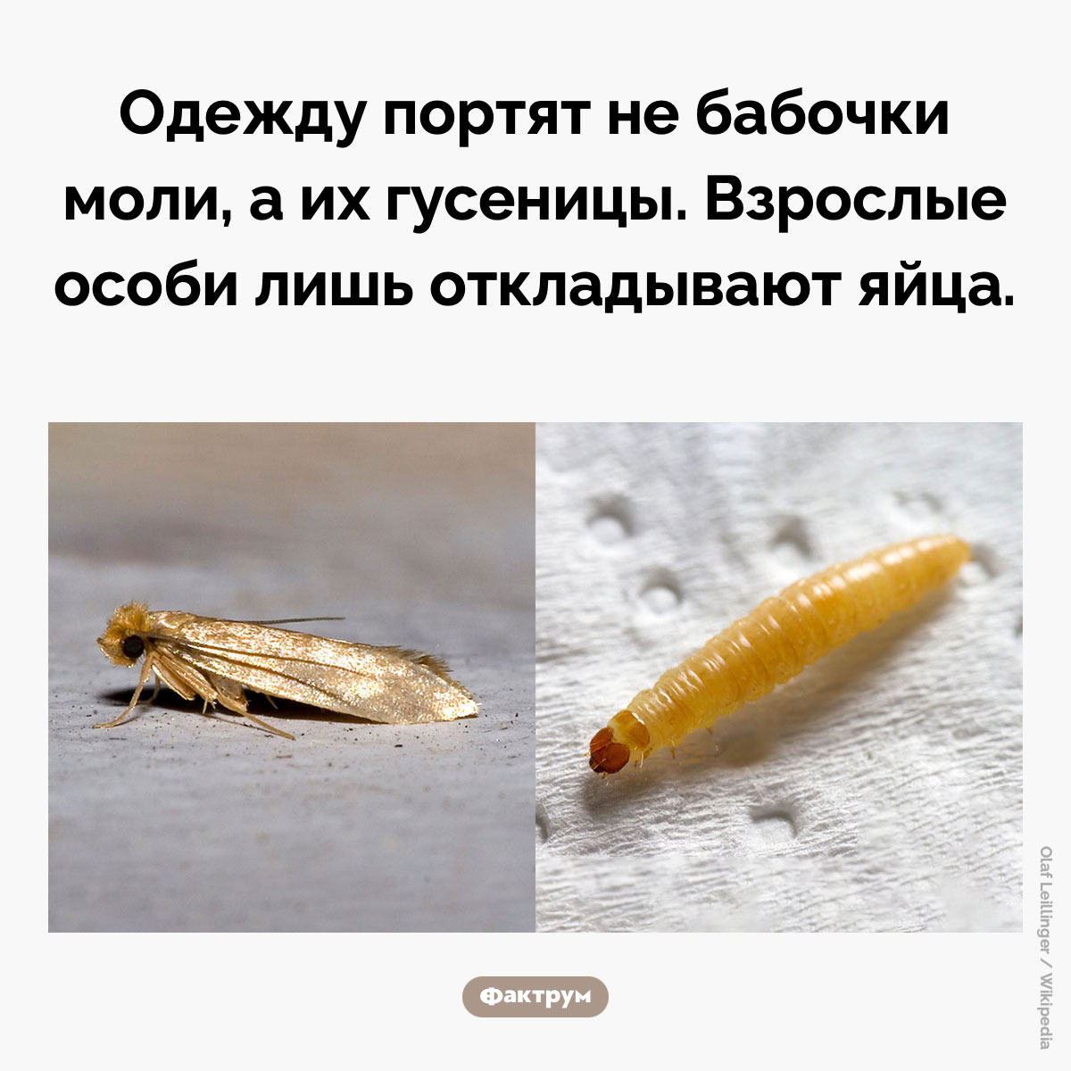 Почему убийство моли не спасёт ваш свитер - свежие новости на Toplenta по теме Факты в картинках