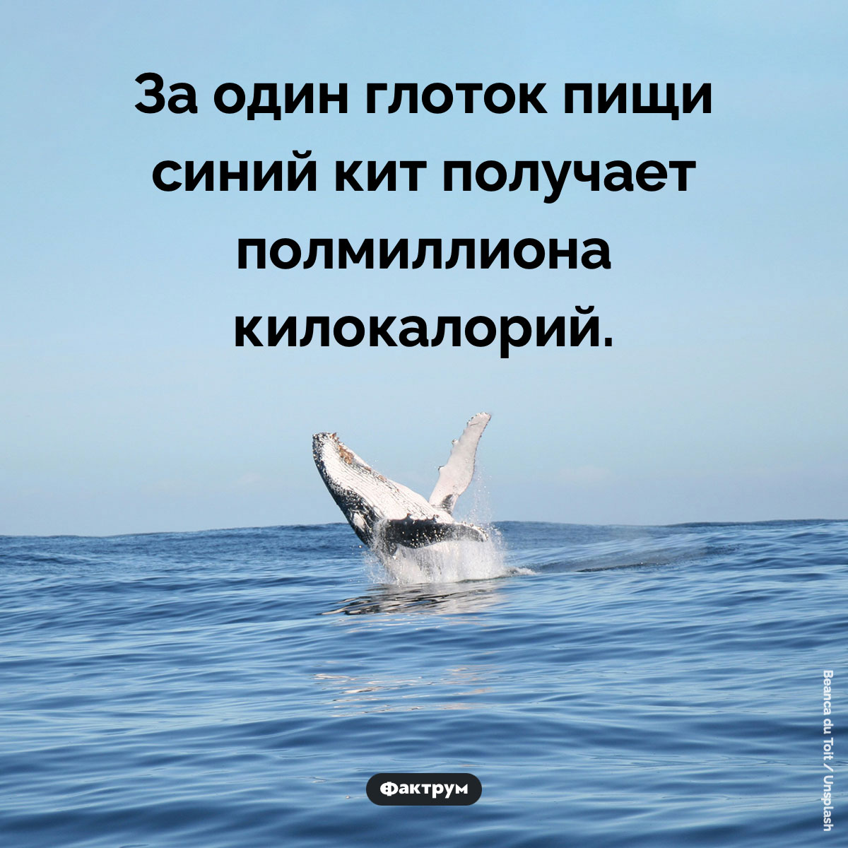 Синий кит получает 500 000 килокалорий за один глоток - свежие новости на Toplenta по теме Киты