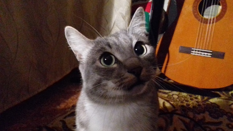 Кот Тёма и гитара.. - свежие новости на Toplenta по теме Обит