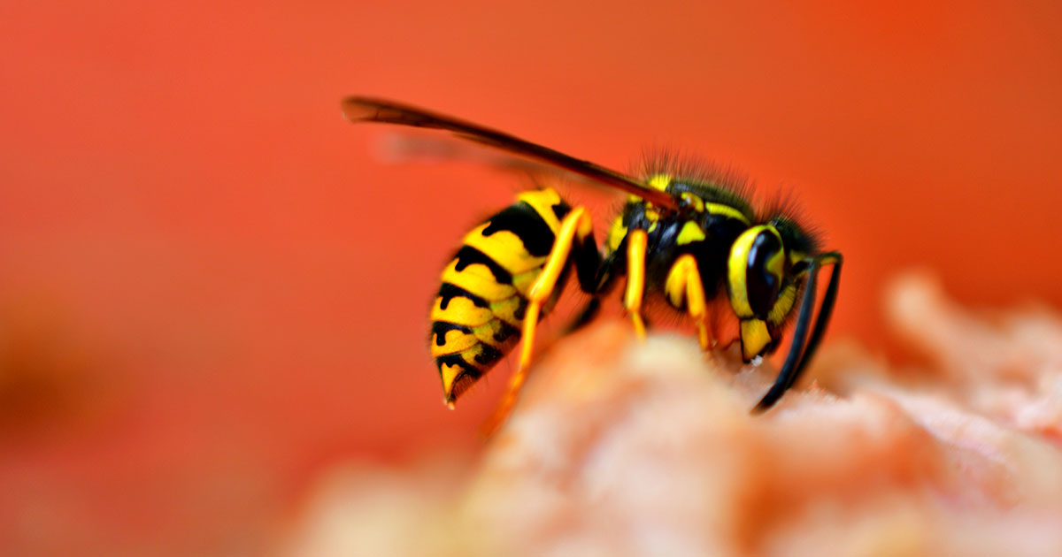 Если осы решают, что вы им не нравитесь, они метят вас феромонами - похожая новость на Toplenta
