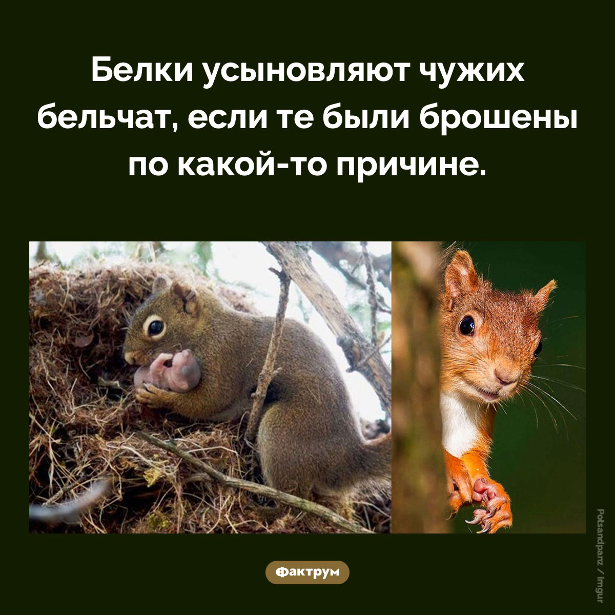 Приемные белки - свежие новости на Toplenta по теме Факты в картинках