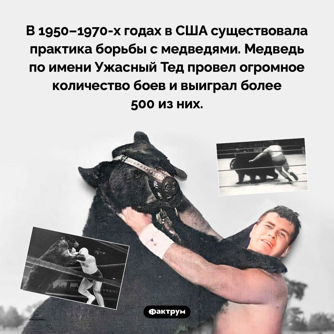 Борьба с медведями - свежие новости на Toplenta по теме 16.04.2024