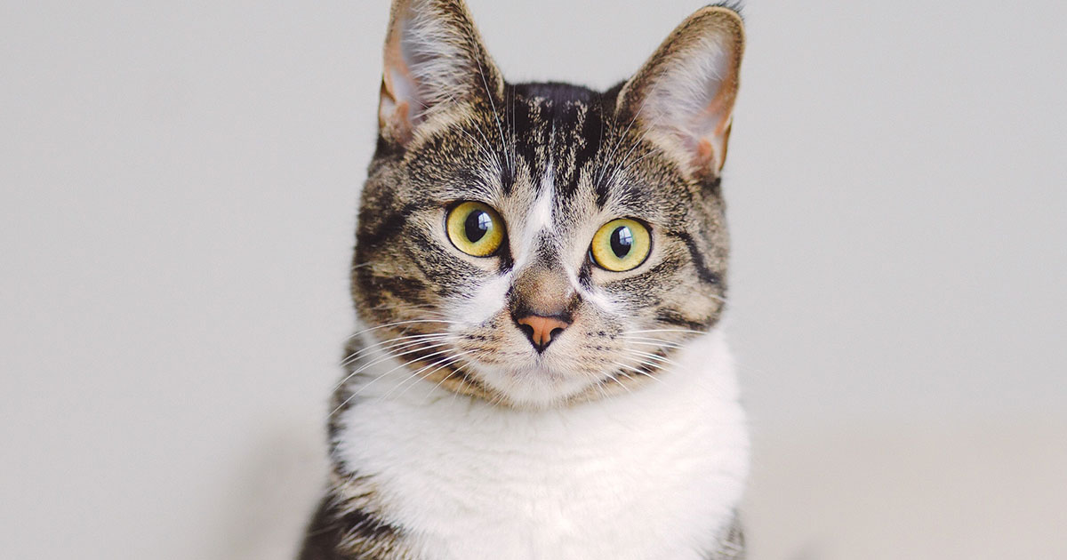 Кошки общаются с людьми как дети с матерью - свежие новости на Toplenta по теме Домашние