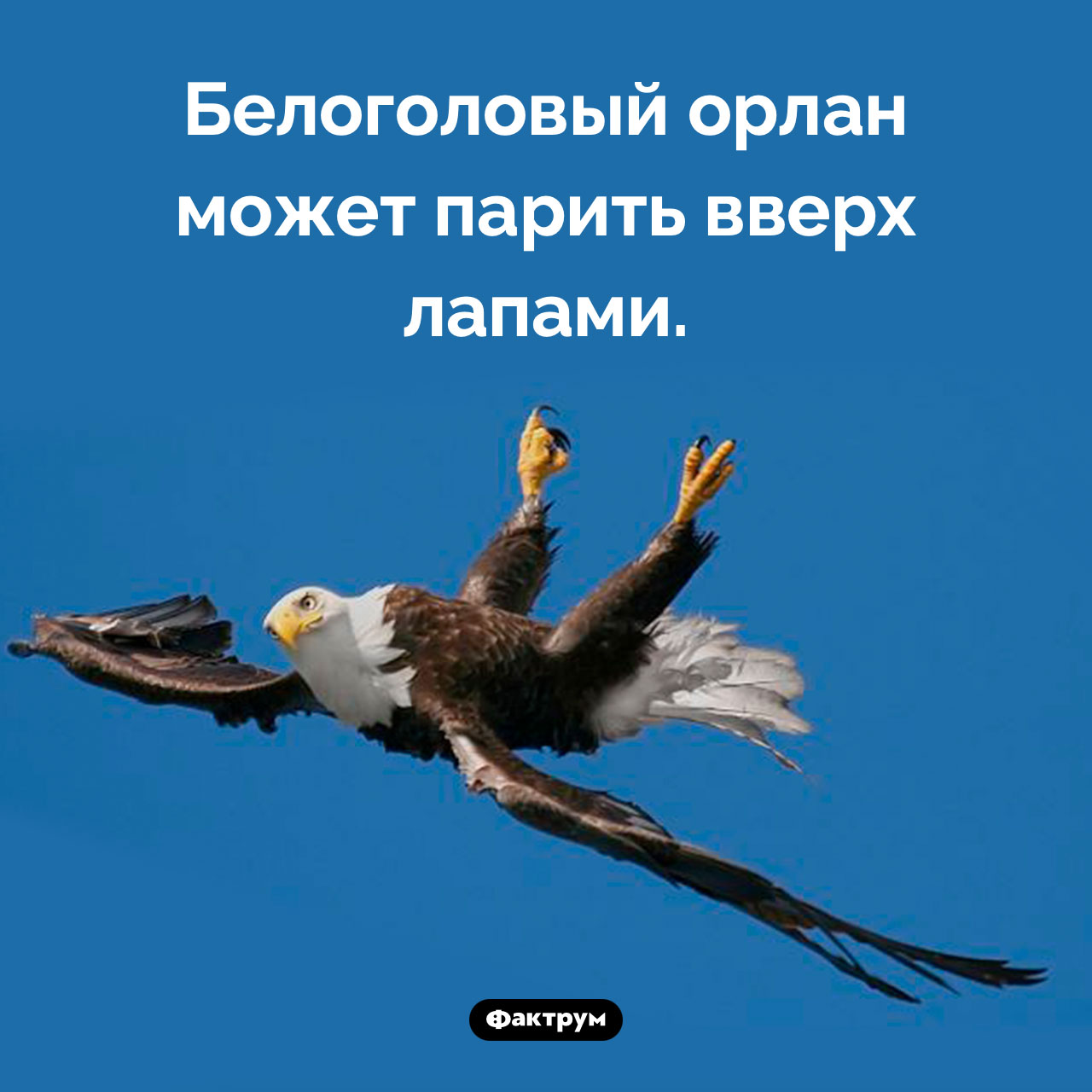 Удивительная способность белоголового орлана - свежие новости на Toplenta по теме 12.01.2023