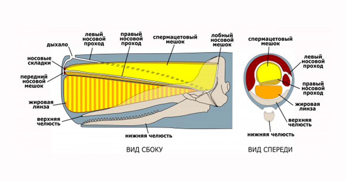 Что такое «спермацетовый мешок» - похожая новость на Toplenta