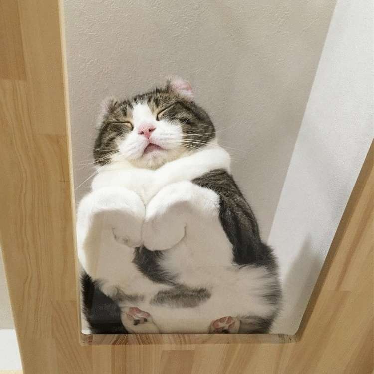 20 фотографий, доказывающих, что у каждого котовладельца обязательно должен быть стеклянный стол - свежие новости на Toplenta по теме Животные