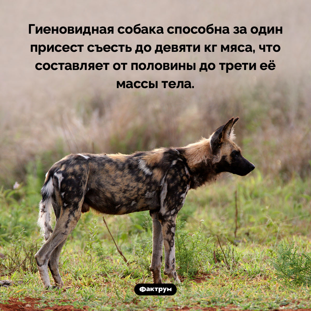 Очень прожорливая гиеновидная собака - свежие новости на Toplenta по теме 01.04.2024