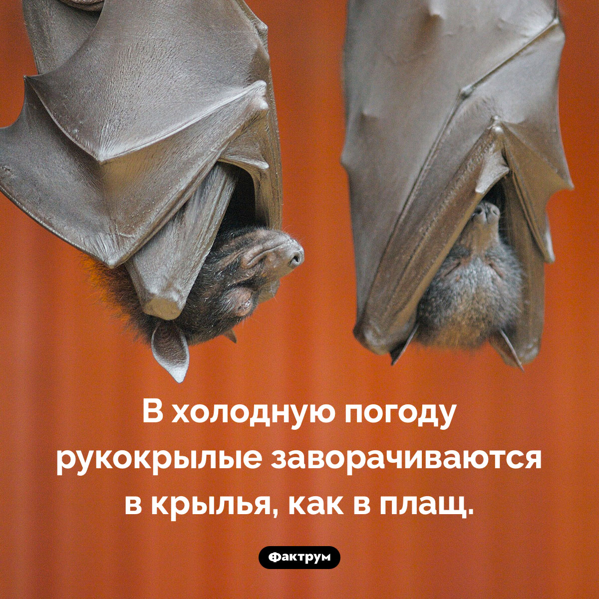 Плащ Дракулы - свежие новости на Toplenta по теме 03.08.2025-3